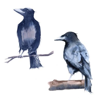 Raven eksikliği. Beyaz arka plan üzerinde izole. 