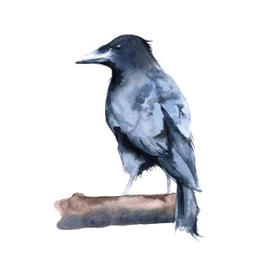 Raven eksikliği. Beyaz arka plan üzerinde izole. 