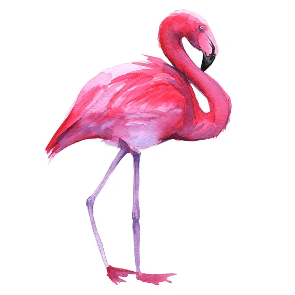 Roze flamingo. geïsoleerd op witte achtergrond. — Stockfoto