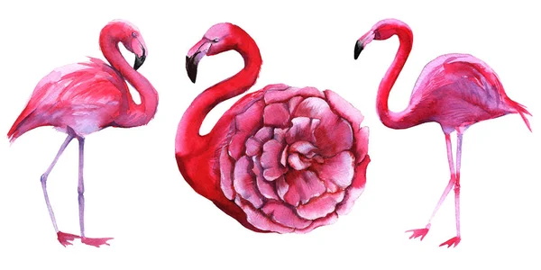 Rosa Flamingo. isoliert auf weißem Hintergrund. — Stockfoto