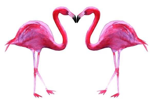 Dois flamingos cor de rosa. Isolado sobre fundo branco . — Fotografia de Stock