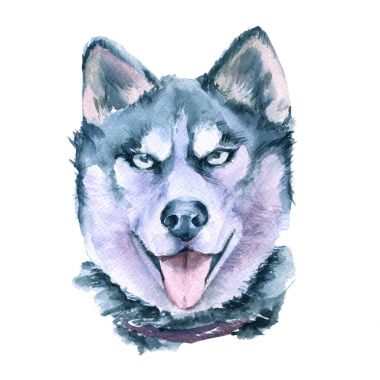 Çizim Husky doğurmak. Beyaz arka plan üzerinde izole.