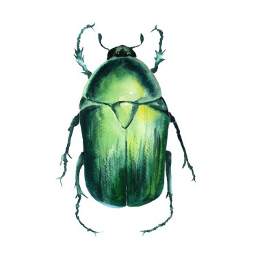 Böceği. Beyaz arka plan üzerinde izole. 