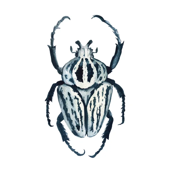 Käfer. isoliert auf weißem Hintergrund. — Stockfoto