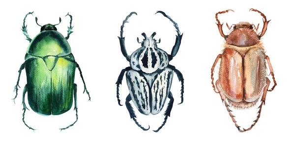 Böceği. Beyaz arka plan üzerinde izole. 