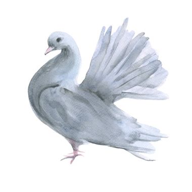 Beyaz Güvercin. Beyaz arka plan üzerinde izole. 