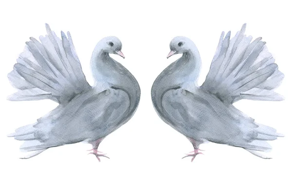 Dvě holubice. Izolované na bílém pozadí. — Stock fotografie