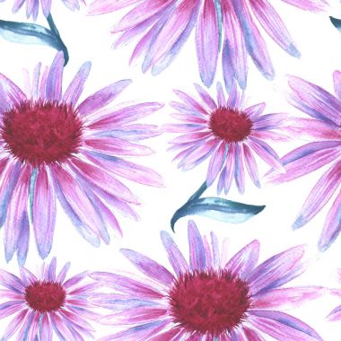 Arka planını çiçekler pembe. Papatya çayı. seamless modeli. 