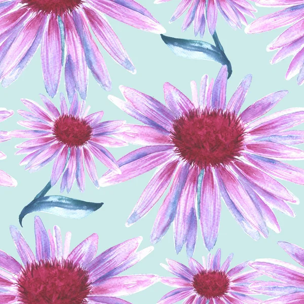 Arka planını çiçekler pembe. Papatya çayı. seamless modeli.