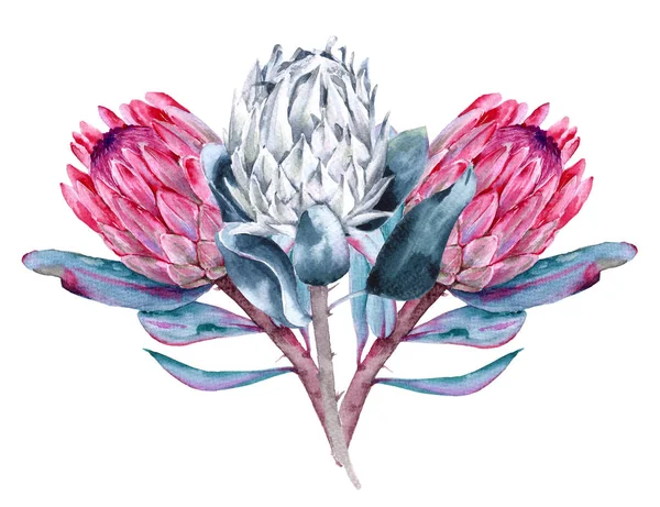 Blumenstrauß Protea. isoliert auf weißem Hintergrund. — Stockfoto