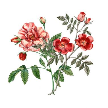 Kırmızı gül çiçek. Botanik illüstrasyon. suluboya