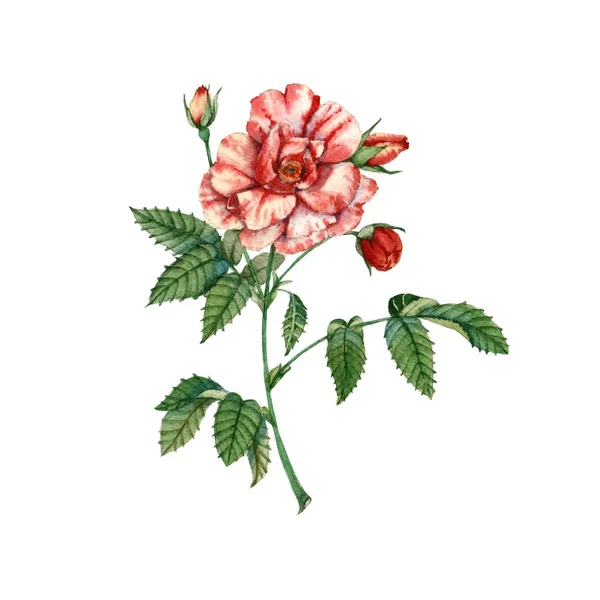 Rood roze bloem. Botanische illustratie. Aquarel — Stockfoto