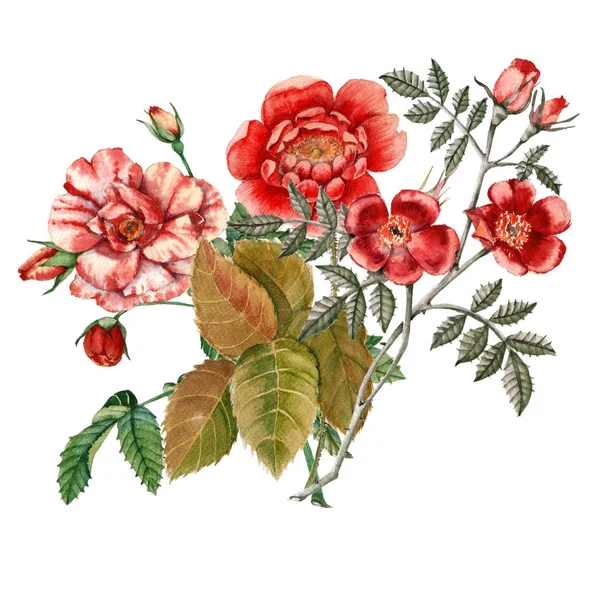 Rosa rossa fiore. Illustrazione botanica. acquerello — Foto Stock