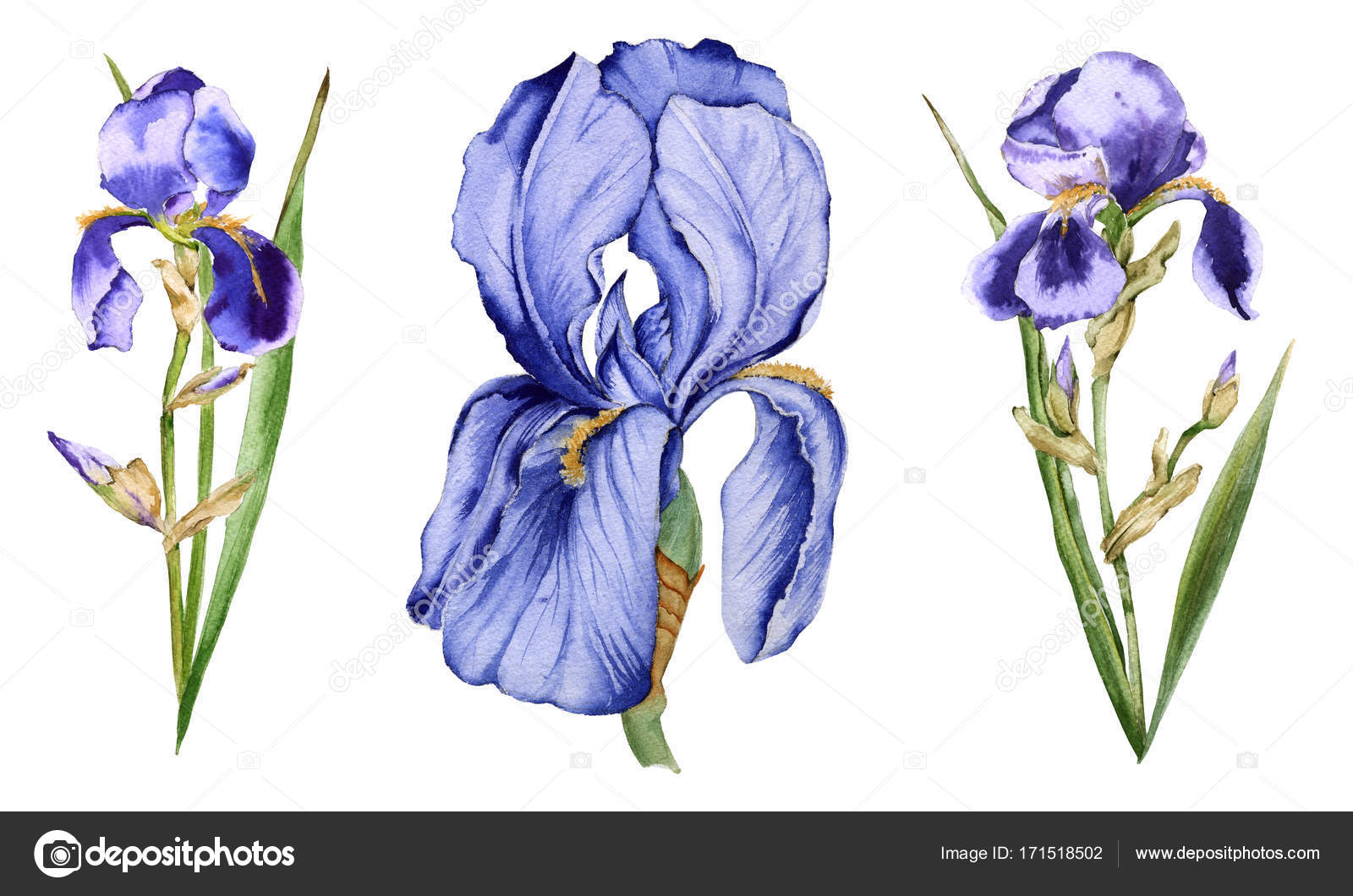 5,019 ilustraciones de stock de Flor iris | Depositphotos®