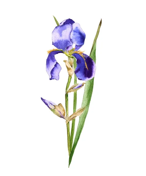 Iris květiny. Izolované na bílém pozadí. — Stock fotografie