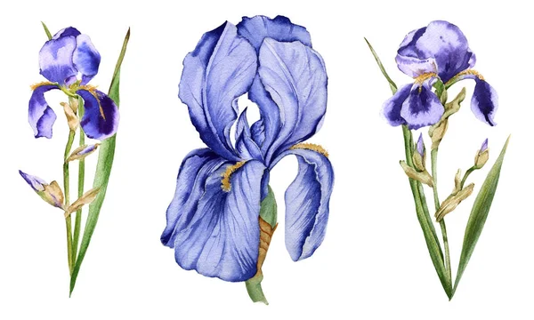 Irisblüte. isoliert auf weißem Hintergrund. — Stockfoto