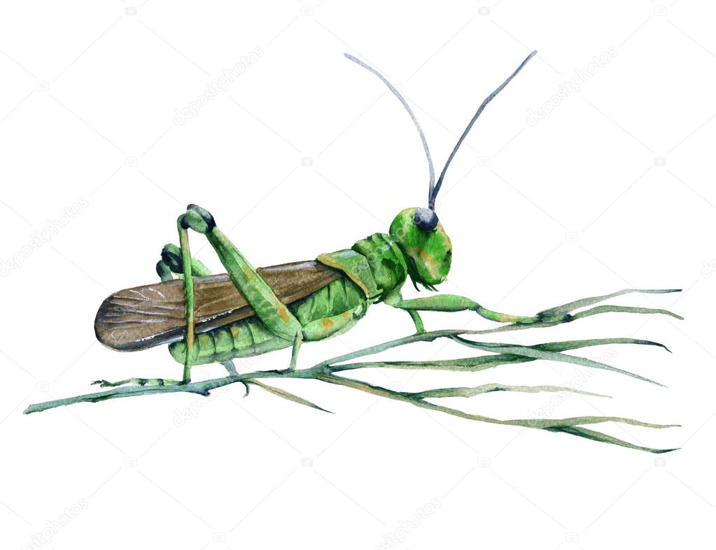 Grasshopper in the grass. Isolated on white background. 