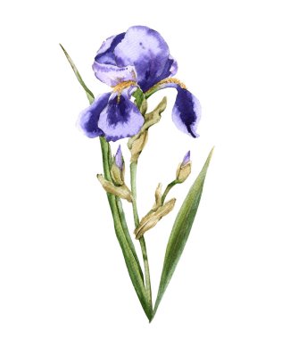 Iris çiçeği. Beyaz arka plan üzerinde izole. 