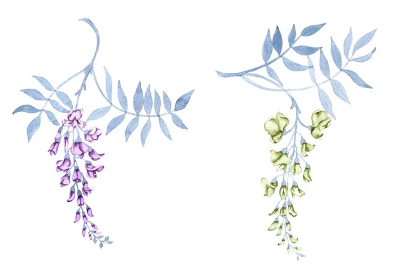 Flowers on a branch of a wisteria. Isolated on white background. — Stock Photo, Image