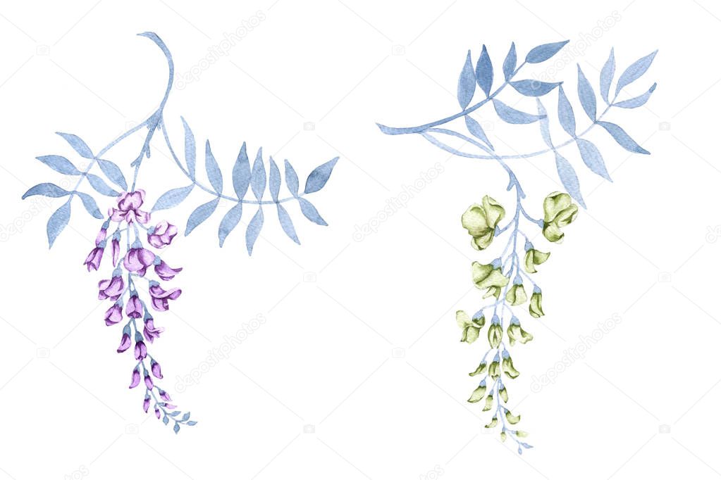 Flowers on a branch of a wisteria. Isolated on white background.