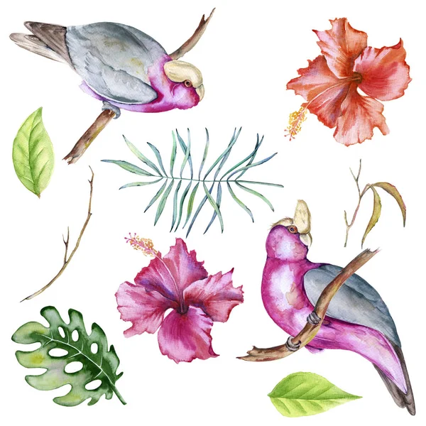 Set di elementi tropicali di uccelli e fiori isolati su sfondo bianco . — Foto Stock