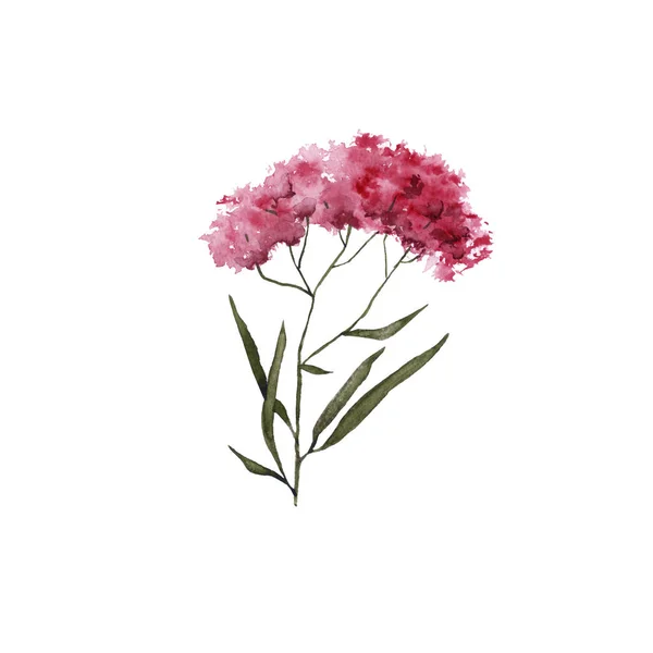 Flor de estepe. Isolado sobre fundo branco . — Fotografia de Stock