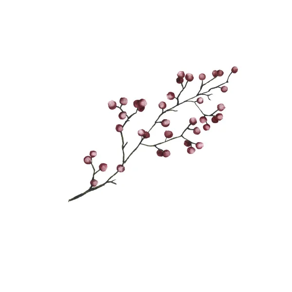 Steppe flower. Isolated on white background. — Stock Photo, Image