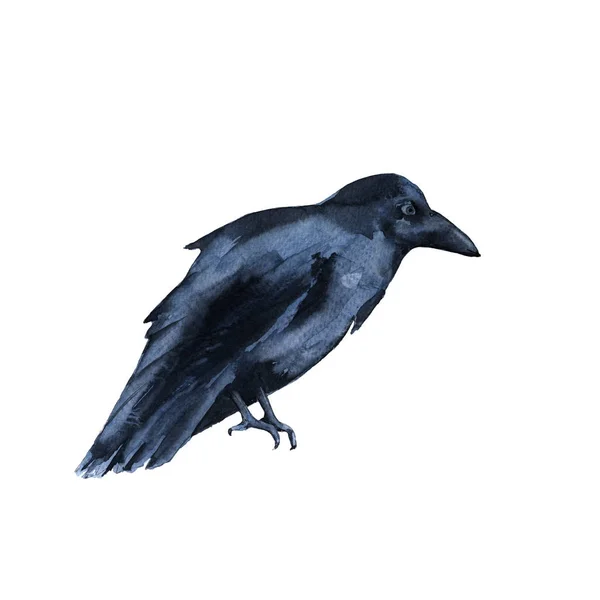 Black Raven. Aislado sobre fondo blanco . —  Fotos de Stock