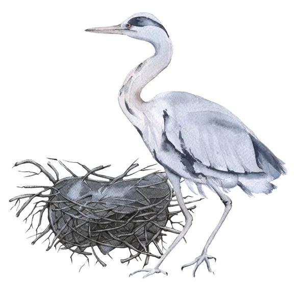 Héron gris et nid. Isolé sur fond blanc . — Photo
