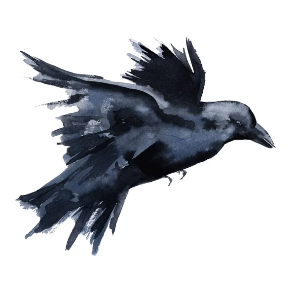 Zwarte Raven. Geïsoleerd op witte achtergrond. — Stockfoto