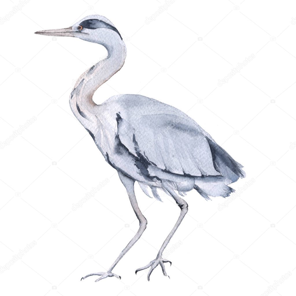 Heron. Isolated on white background. 