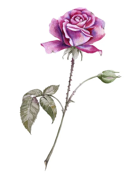 Květ růže s poupaty. Izolované na bílém pozadí. — Stock fotografie