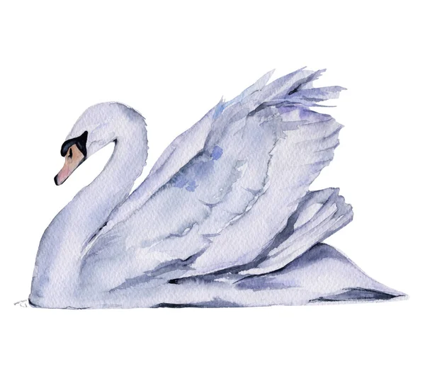 White Swan. Isolated on white background. — Stock Photo, Image