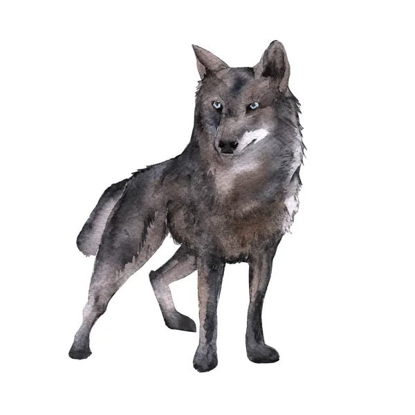 Sibirien. Der Waldwolf. isoliert auf weißem Hintergrund. — Stockfoto