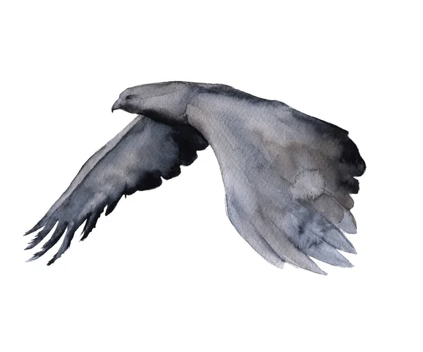Siberia. águila en vuelo. aislado sobre fondo blanco . —  Fotos de Stock
