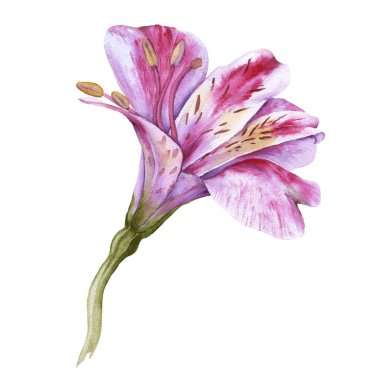 Beyaz bir arka plan üzerinde izole orkide çiçek.