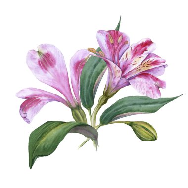 Orkide çiçeklerinin aranjmanı. Beyaz bir arkaplanda izole edilmiş.