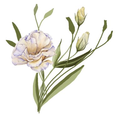 Beyaz Gül. Eustoma. Beyaz bir arkaplanda izole edilmiş.