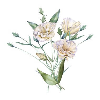 Beyaz Gül. Eustoma. Beyaz bir arkaplanda izole edilmiş.