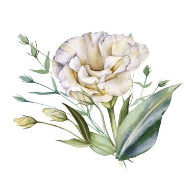 Beyaz Gül. Eustoma. Beyaz bir arkaplanda izole edilmiş.