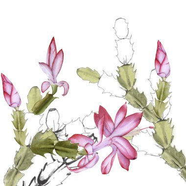 Çiçekli kaktüs schlumbergera. Beyaz bir arkaplanda izole edilmiş.