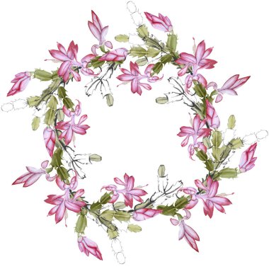 Çiçekli kaktüs schlumbergera ile çerçevelenmiş. Beyaz bir arkaplanda izole edilmiş.