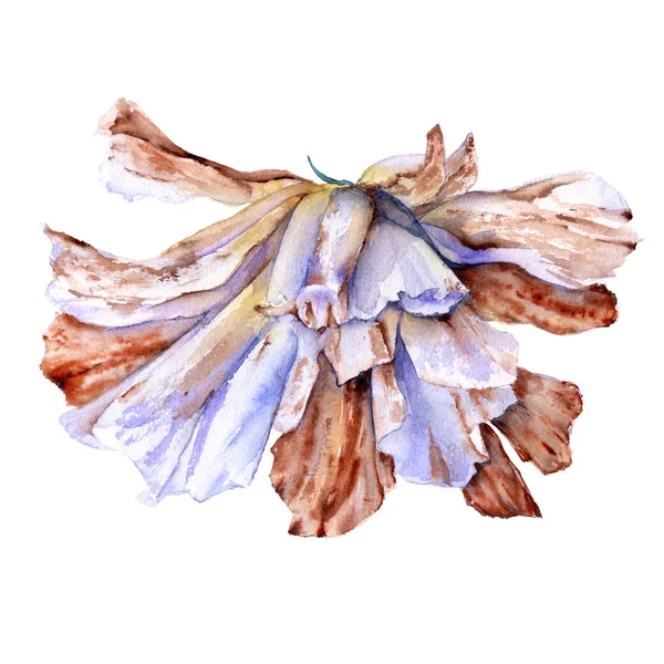 Eustoma. verwelkte bloem. Geïsoleerd op een witte achtergrond. — Stockfoto