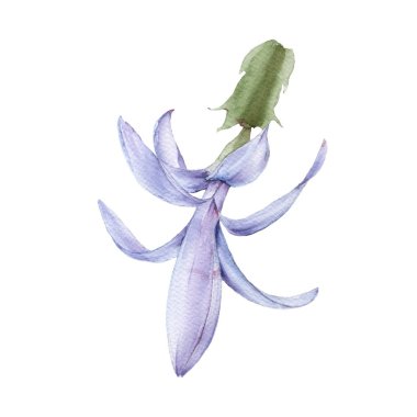 Çiçekli kaktüs schlumbergera. Beyaz bir arkaplanda izole edilmiş.
