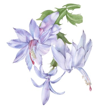 Çiçekli kaktüs schlumbergera. Beyaz bir arkaplanda izole edilmiş.