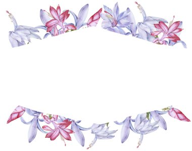 Çiçekli kaktüs schlumbergera ile çerçevelenmiş. Beyaz bir arkaplanda izole edilmiş.