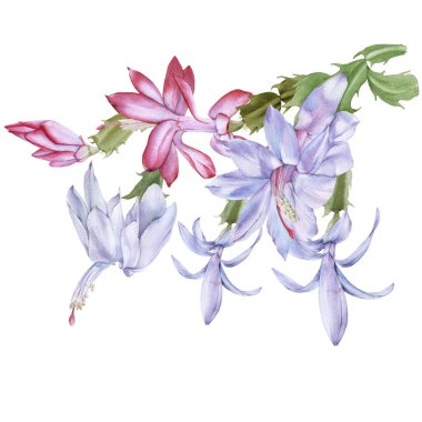 Çiçekli kaktüs schlumbergera. Beyaz bir arkaplanda izole edilmiş.