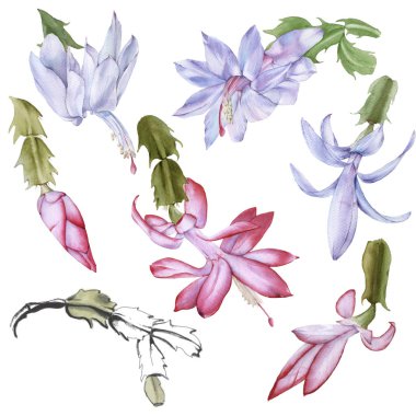 Çiçekli kaktüs schlumbergera. Beyaz bir arkaplanda izole edilmiş.