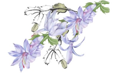 Çiçekli kaktüs schlumbergera. Beyaz bir arkaplanda izole edilmiş.