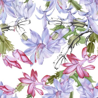 Çiçek açan kaktüs schlumbergera 'nın geçmişi. Kusursuz desen.